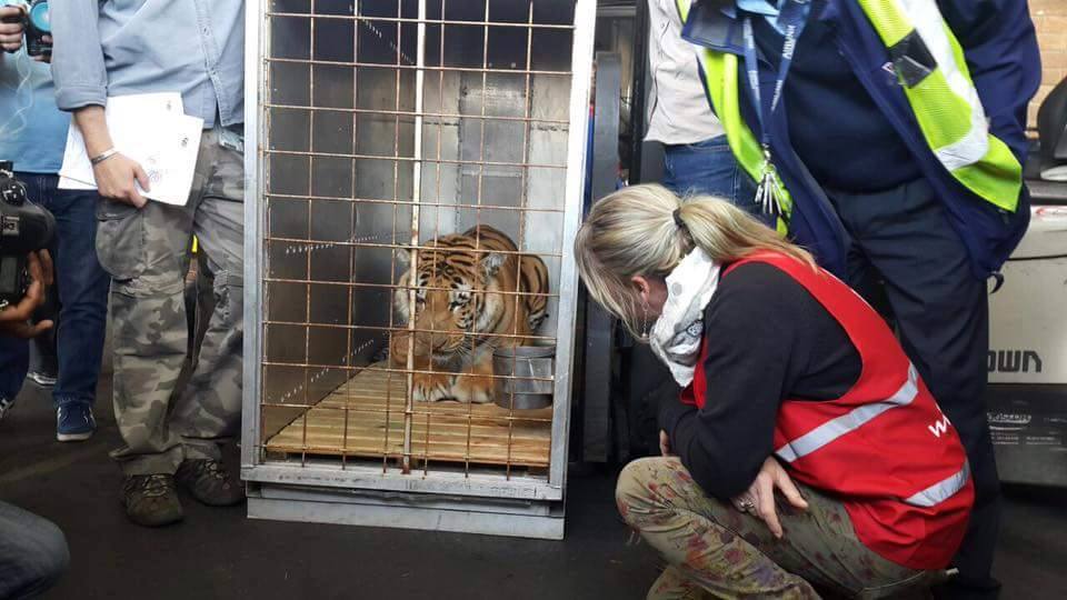 Laziz making the journey from Gaza. FOUR PAWS South Africa/Facebook