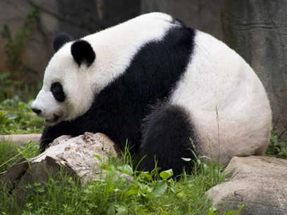 Lun Lun relaxing at Zoo Atlanta