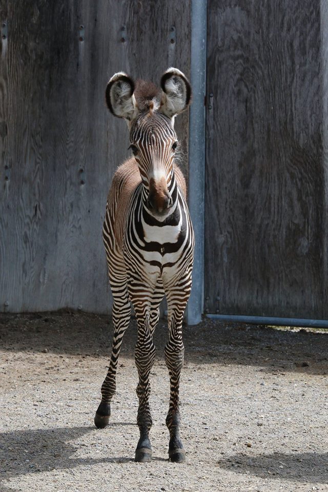 ZebrababeTorontoZoo