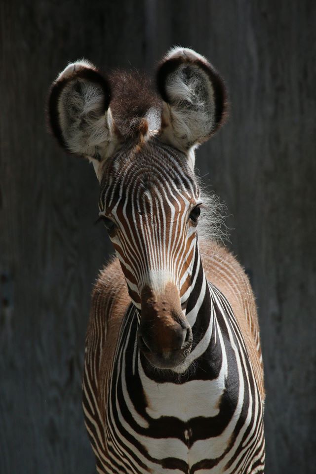 ZebrababyZooToronto