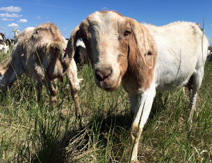 More goats proving gold-medal weed clearers in Calgary/City of Calgary