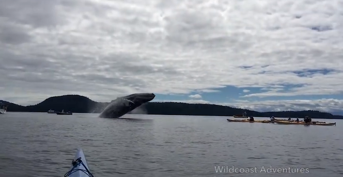 humpbacksWildcoastAdventures