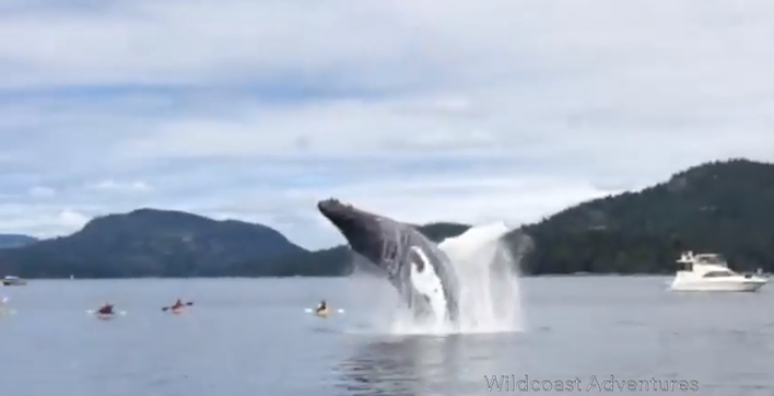 humpbackwhaleWildcoast