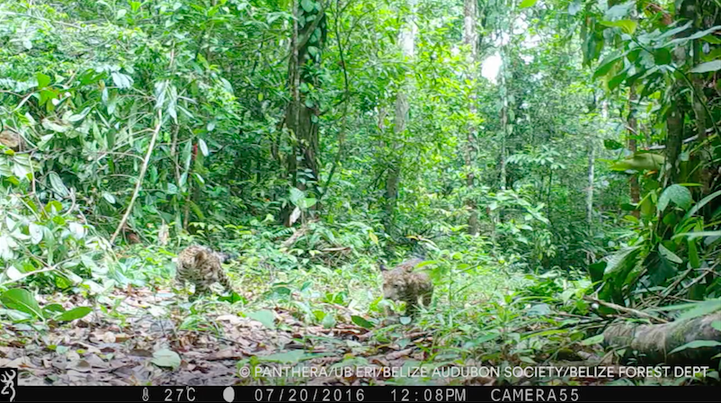 jaguarcubsbelize