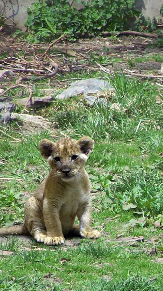 lioncubBuffalo