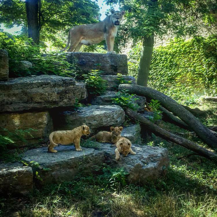 liontripletsBuffaloZoo