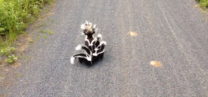 skunkfamilyFArsenault