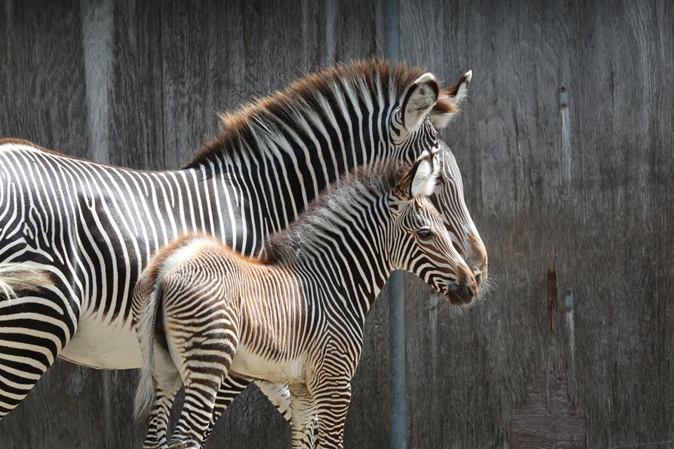 zebrababyTZoo