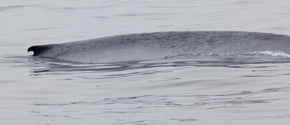 Blue whale off the coast of New Hampshire. Blue Ocean Society for Marine Conservation/Facebook