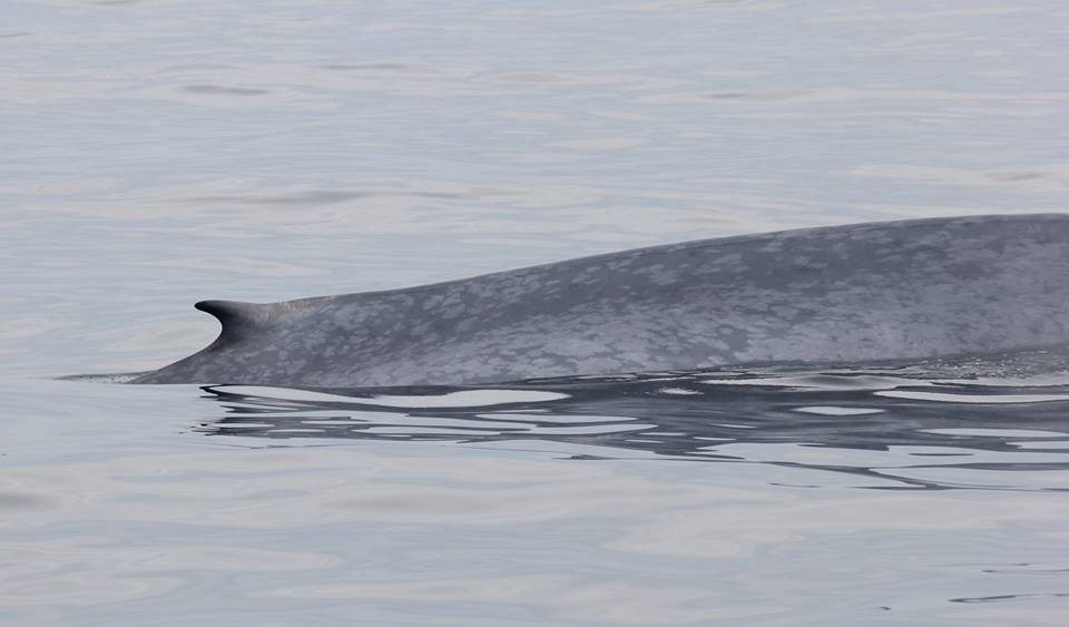 Another blue whale off the coast of New Hampshire. Blue Ocean Society for Marine Conservation/Facebook