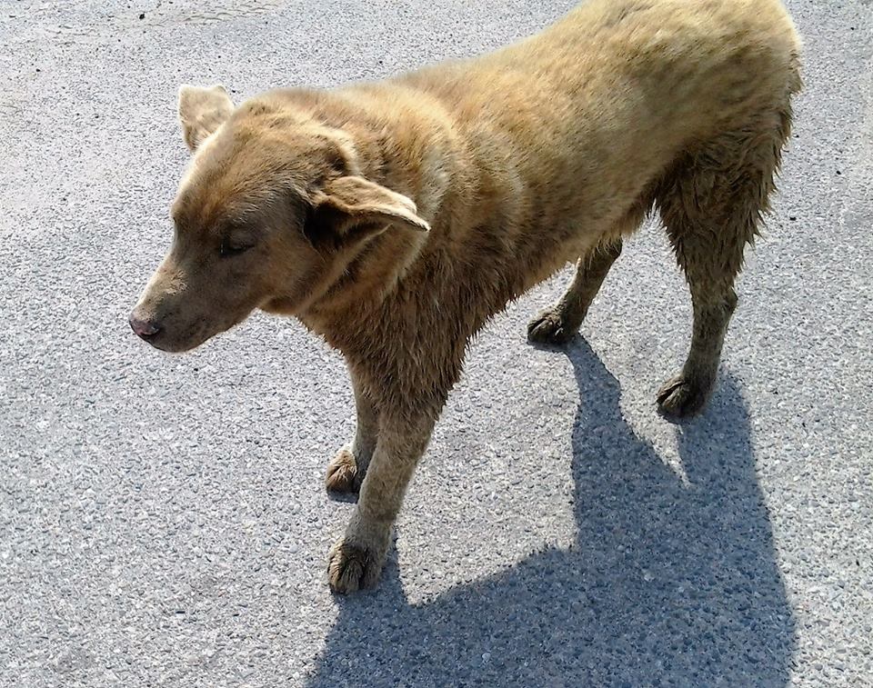 BrunoofLongvilleMINN