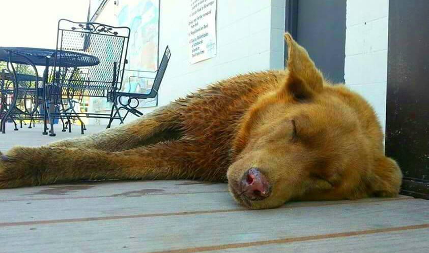 BrunoofLongvilleMinnesota