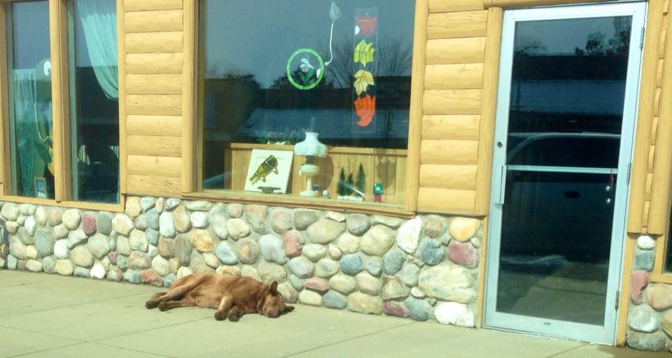 Bruno taking a nap. Scott Sleight/Bruno of Longville Minnesota/Facebook