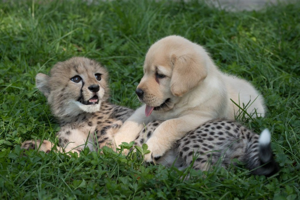 Cheetah cub and puppy are becoming fast friends at the Columbus Zoo and Aquarium/Facebook