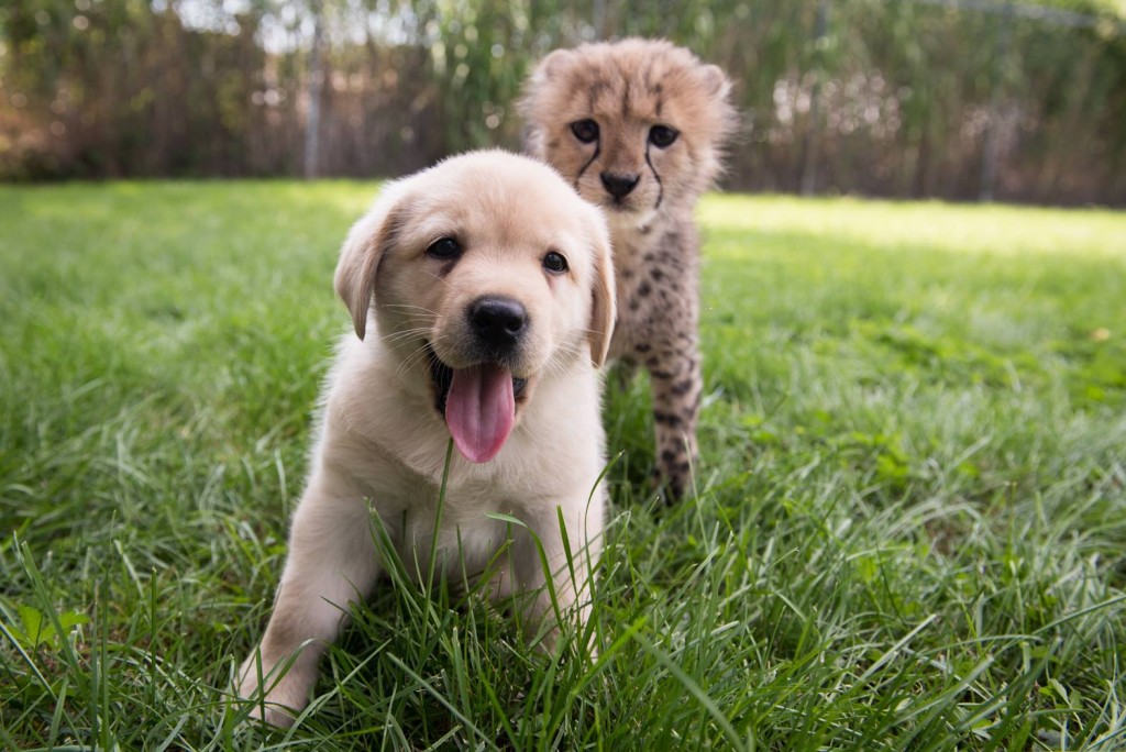 Cullen the puppy will help calm Emmett the cheetah at the Columbus Zoo/Facebook