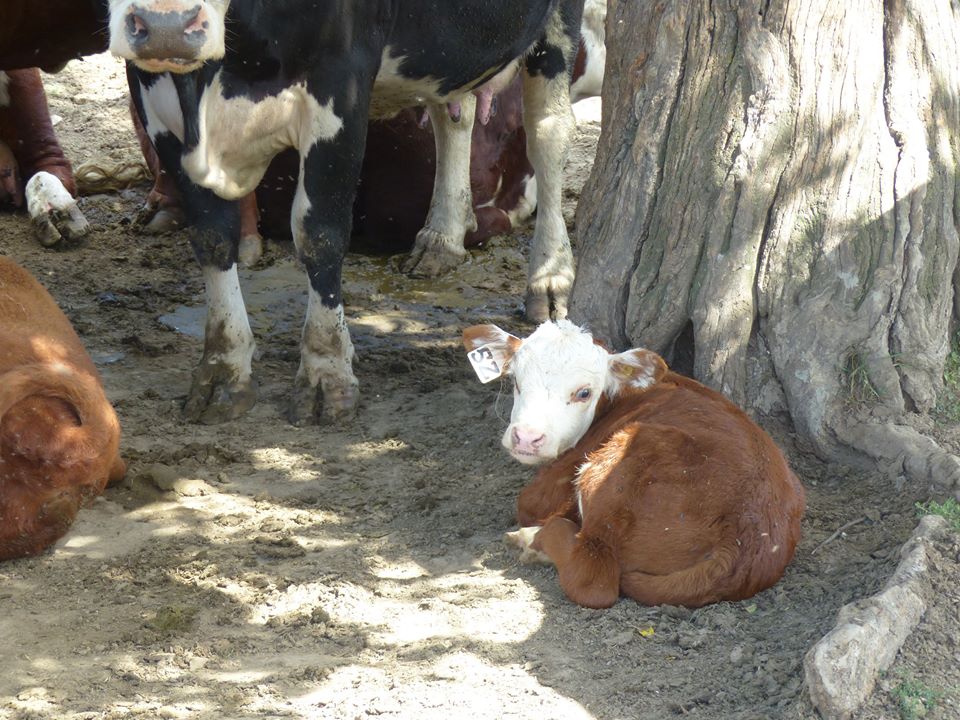 farmhousegardenanimal