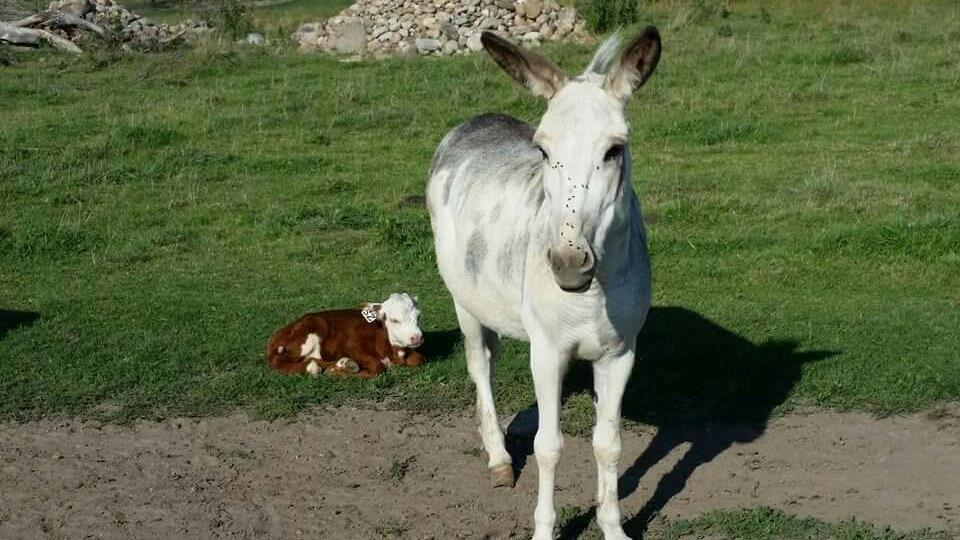 farmhousegardendonkey