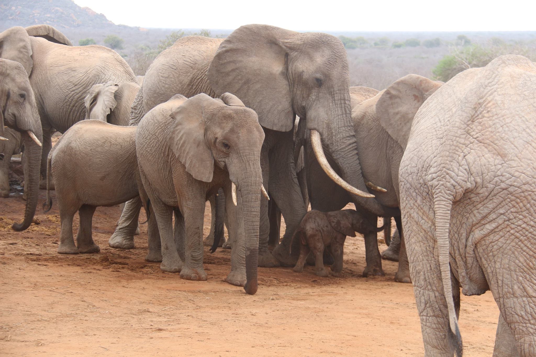 GawaElephantsSheldrickTrust