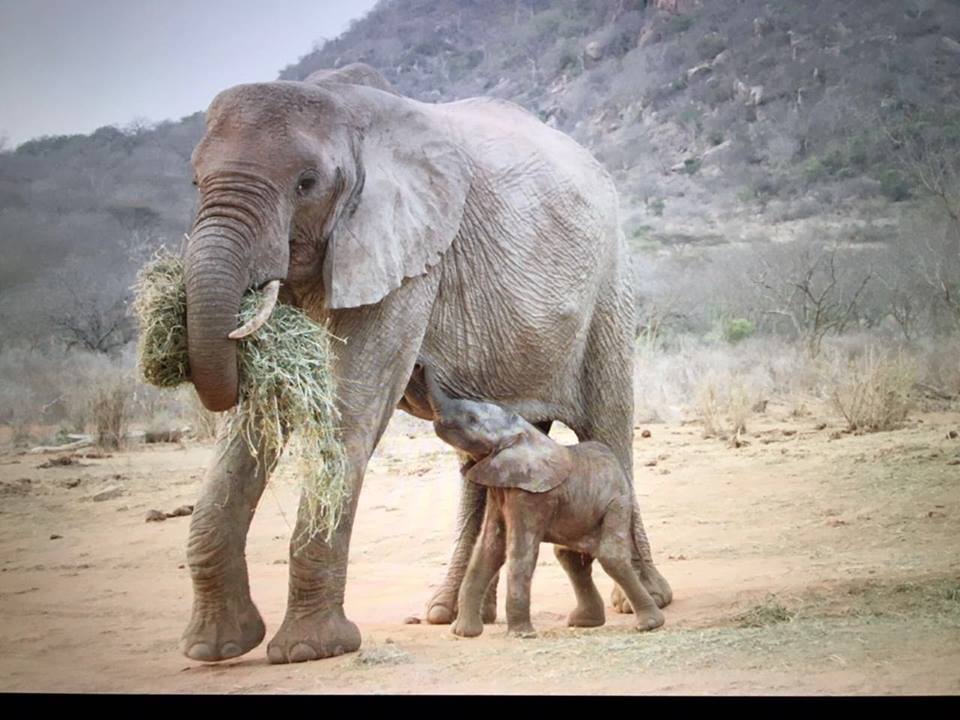 GawaGalanaElepehants