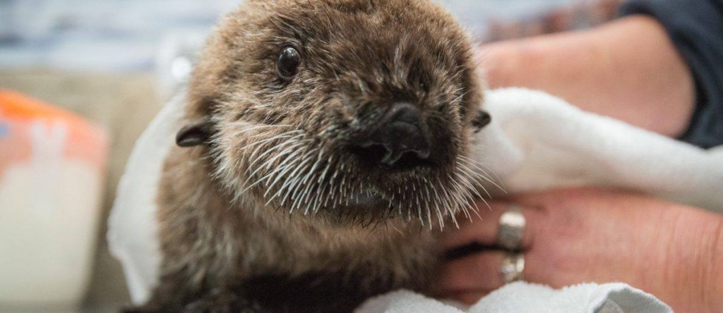 Rialto is making waves in his recovery at the Vancouver Aquarium/Facebook