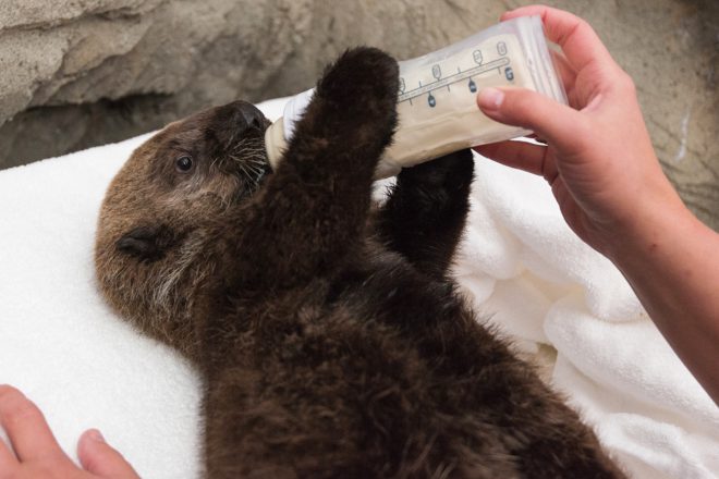 rialtovancouverseatotter