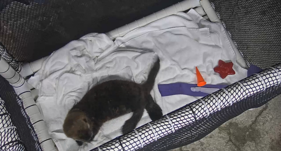 Watch Rialto do what baby sea otters do on "baby otter cam."/Vancouver Aquarium