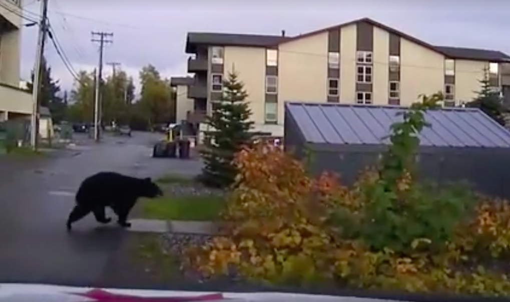 anchoragepolicebearpursuit