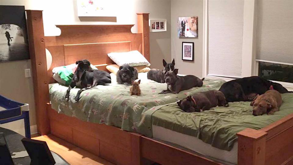 Michael's Custom Interiors built this bed for a couple and their 8 dogs/Facebook