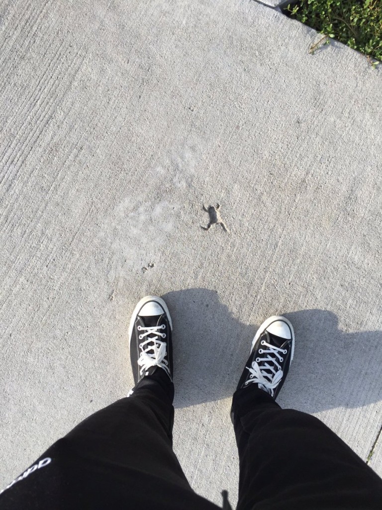 Where did the frog go? @mas /Twitter