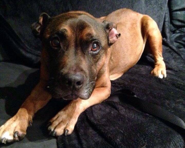 pitbulltypespcamontreal