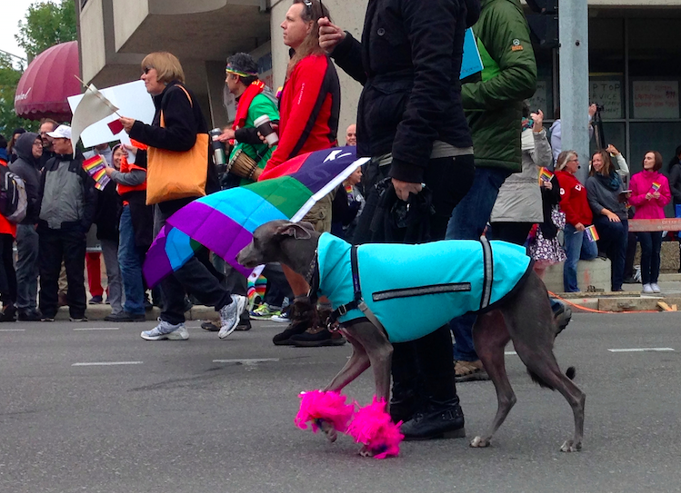 pridedog