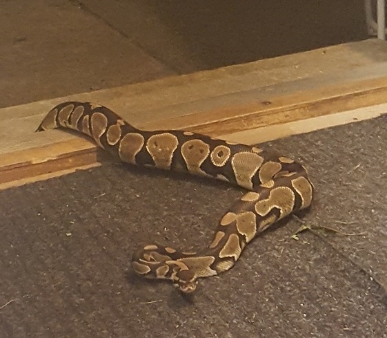 Mounties in British Columba apprehended this wayward boa/RCMP