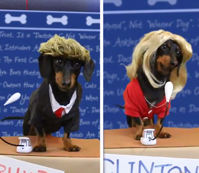 crusoedachshunddebate