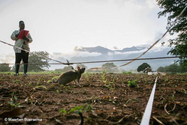 A land mine detection rat in action/Maarten Boersema/APOPO/Facebook