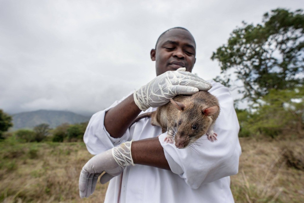 Giant rats are trained to detect land mines. Jeroen Van Loon/APOPO/Facebook