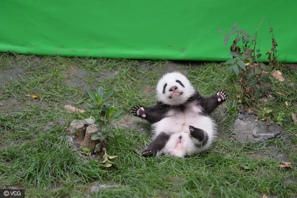 One happy little panda. iPanda/Facebook