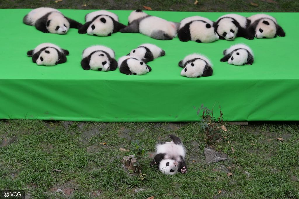 Baby pandas on display at the Chengdu research Base of Giant Panda Breeding. iPanda/Facebook