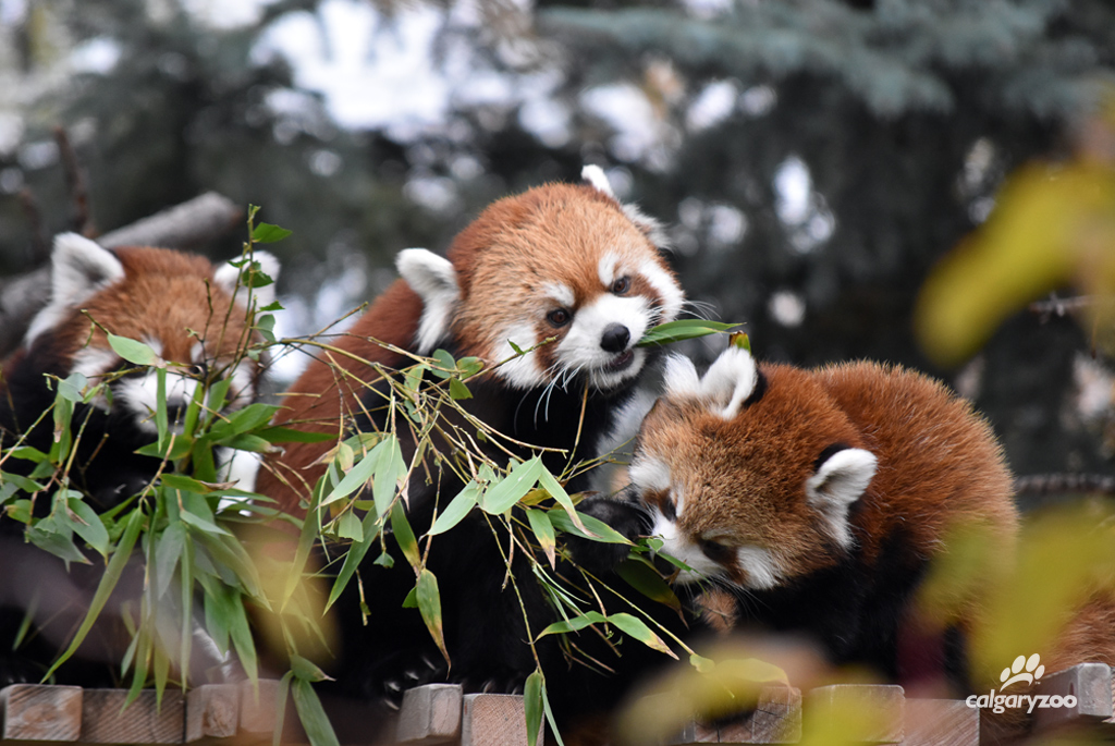 redpandatwinscalgaryzoo