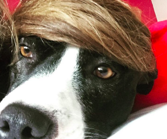 screen-shot-2016-10-19-at-8-00-44-pm