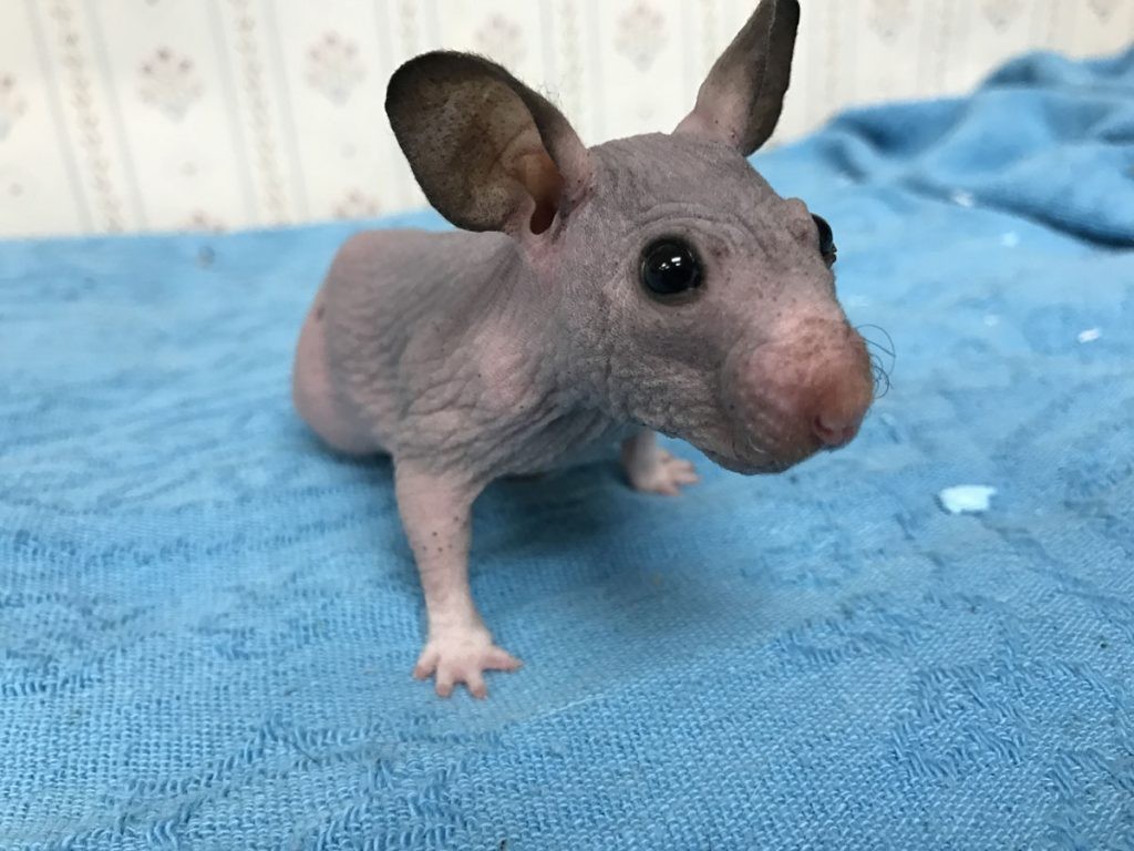 Silky the hairless hamster at the Oregon Humane Society/Facebook