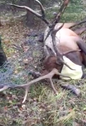 elkwirefencetangledalberta