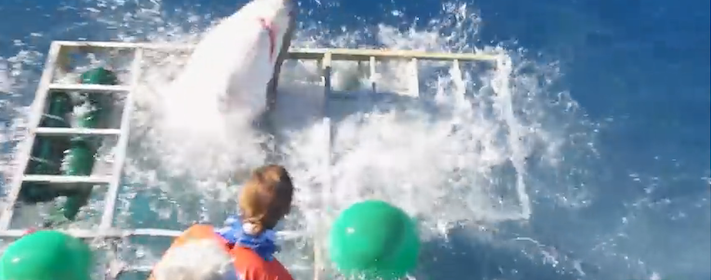 greatwhitesharkcagedive