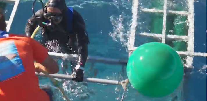 greatwhitesharkdiver