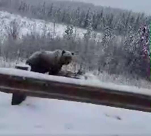 grizzlyeatingmoosejasper