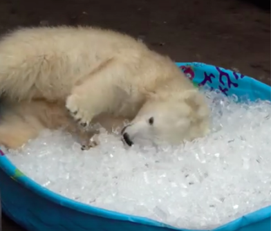 polarbearoregonazoonora