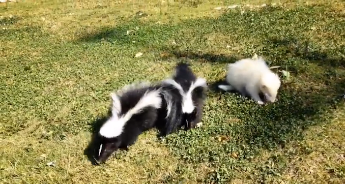 trioskunkbabies