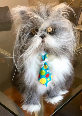 11224166_1444430422239452_6331628660497543040_n