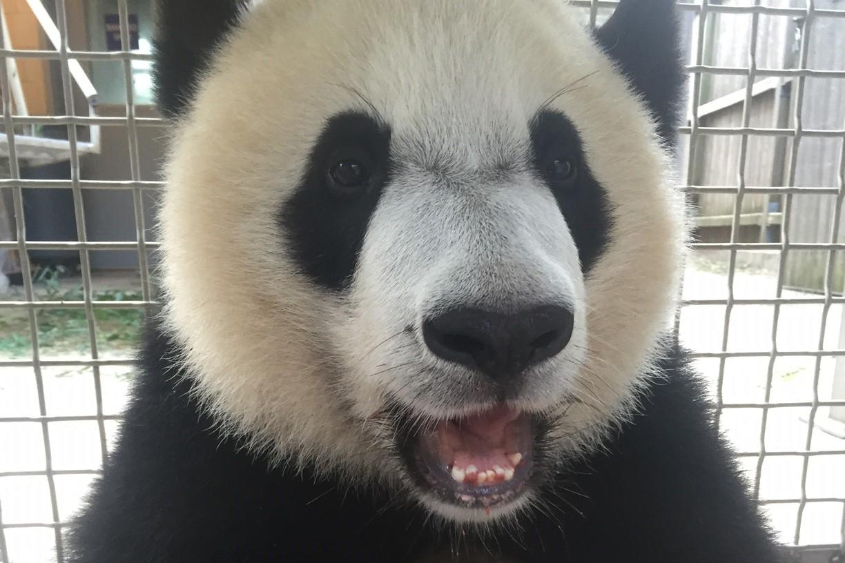 Bei Bei is "well ahead" the learning curve in cooperating with vets and keepers. Smithsonian's National Zoo