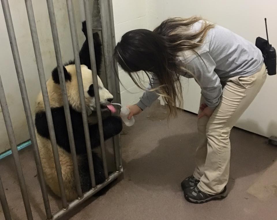 Bei Bei is interacting with keepers and his mother after life-saving surgery. Smithsonian's National Zoo/Facebook