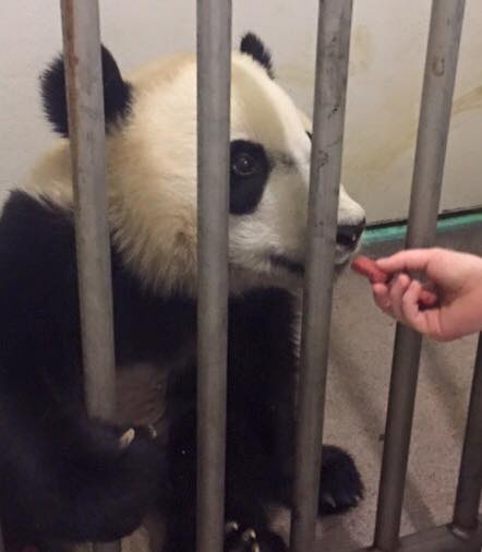 beibeipandasurgeryrecovery